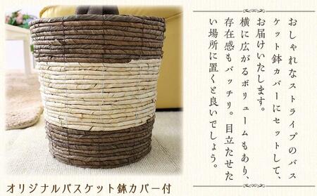 オーガスタ 8号 ストライプバスケット鉢カバー 土の表面：ウッドチップ 【観葉植物 インテリア 部屋 おしゃれ 植物 鉢付 観葉植物 インテリア 観葉植物 室内 観葉植物 オフィス 観葉植物 おしゃれ