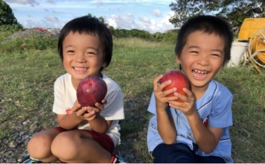 2026年 先行予約 マンゴー 夏小紅 約2kg 3～6玉 ますみ農園 甘味 スッキリ 果物 フルーツ