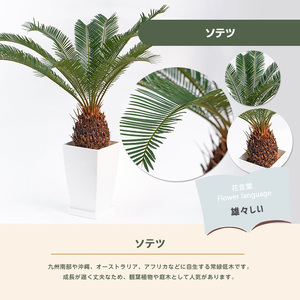 【観葉植物】ソテツ 60cm～80cm (Green Base/IB003-050) 南国鹿児島県で育った 観葉植物