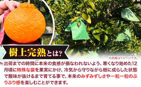 しらぬい 秀品 大玉 不知火 約2kg