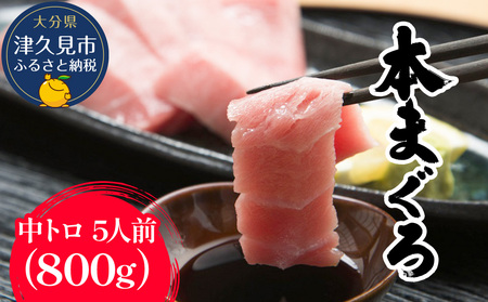 本マグロ 刺身用 中トロ 5人前 (800g) | 本マグロ 津久見市