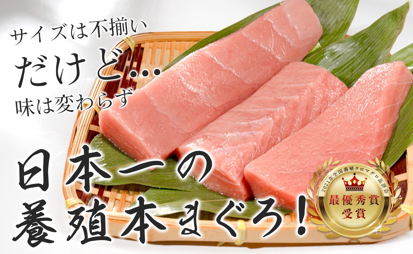 【訳あり】本マグロ 中トロ500g 不定貫 養殖マグロ 高知県産 指定日発送可能