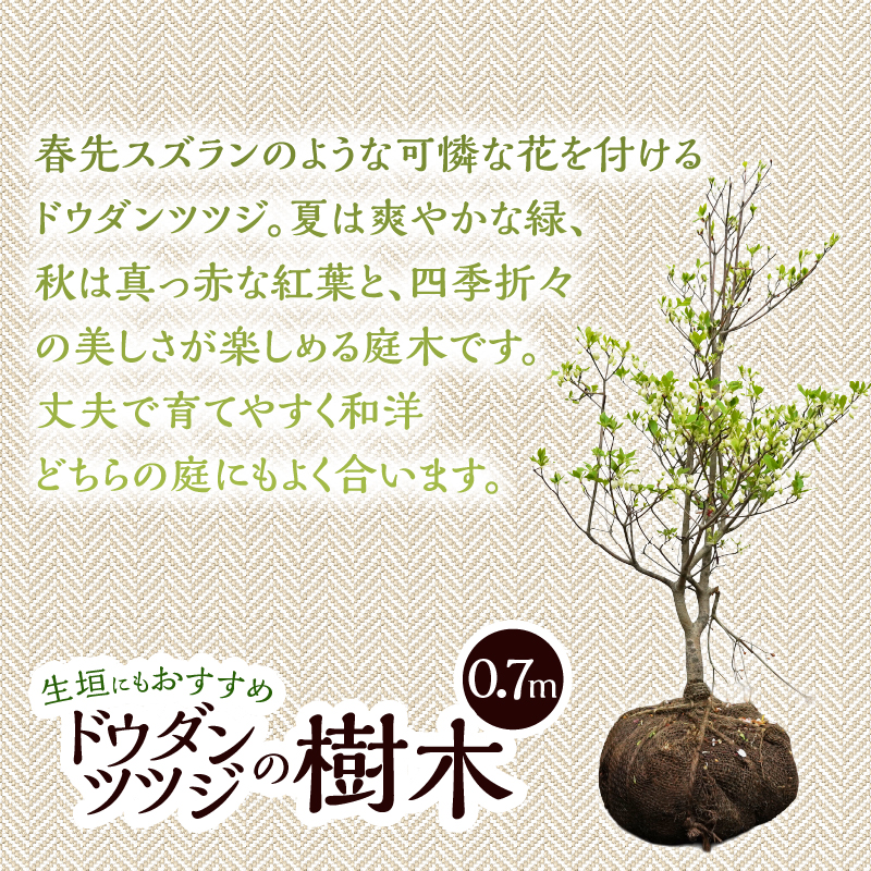 植木　ドウダンツツジ　0.7ｍ