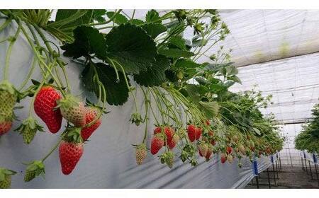 【4月発送】陽一郎園の完熟冷凍いちご 2.7kg【令和4年群馬県いちご品評会銀賞受賞】 F4H-0661