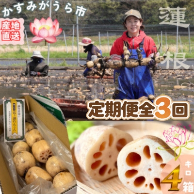 
                  ＜毎月定期便＞肉厚でシャキシャキの食感と甘みが特徴　　掘りたて れんこん　4Kg(4～7本)全3回【4092936】
                