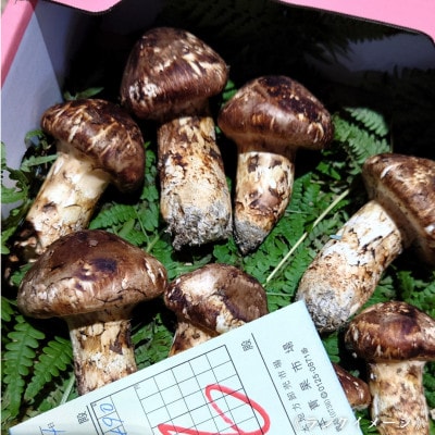 【和歌山産】～香りそのまま真空パック～高級・希少 高野松茸　200g(訳有品詰合せ)【配送不可地域：離島・北海道・沖縄県】