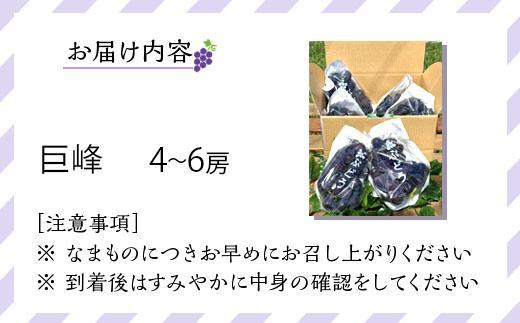 先行予約 和歌山 有田産 巨峰 約2kg 4〜6房 ぶどう フルーツ 果物 【2025年8月中旬以降発送】