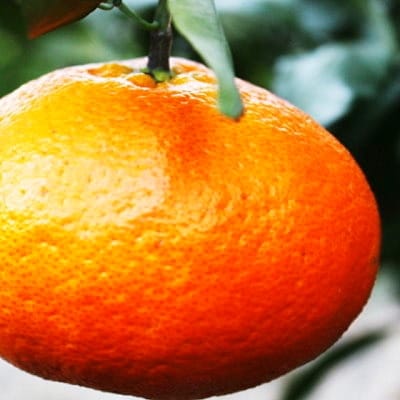 【ふるさと納税】【先行受付】愛媛の“三大高級柑橘”の一つ!「甘平(かんぺい)」約3.5kg入【訳あり】【C28-23】_【配送不可地域：離島】【1046128】YWTN016