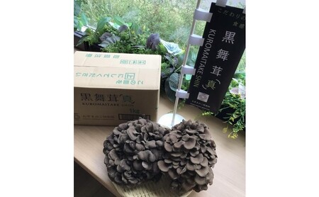 まいたけ 黒舞茸 真 1kg