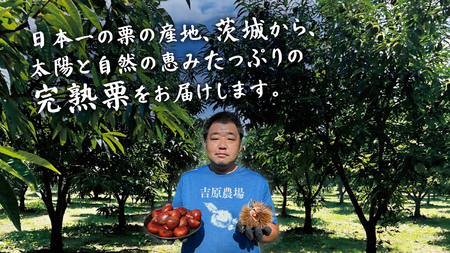 【 吉原農場 の 完熟栗 】 熟成 生むき栗 3袋・栗きんとん 1箱 セット [CX024ci]