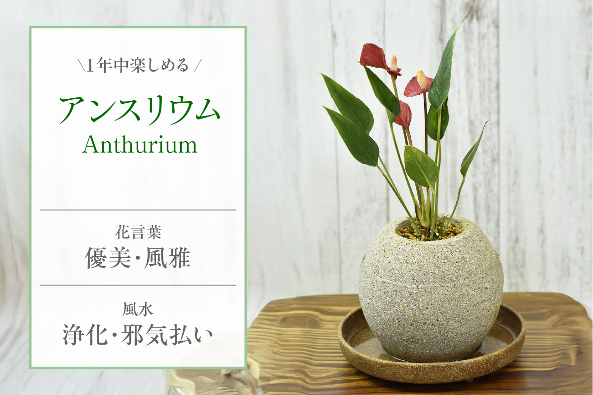 アクアプラントポット®　玉Ｓ 植木鉢　アンスリウム（2087）