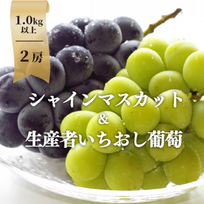 
            ＜きよとうファーム＞シャインマスカット&生産者いちおし葡萄 2房合わせて/約1kg～(岡山県産)【1553222】
          