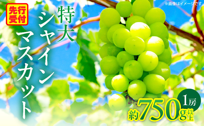 
            特大シャインマスカット 1房約750ｇ|マスカット ぶどう ブドウ 葡萄 果物 フルーツ 人気 香川 香川県 三木町 特大 大房 大粒 厳選 種なし 皮ごと食べられる ジューシー 糖度が高い 先行受付 先行予約 季節限定 旬 おすすめ|_mk006-018
          