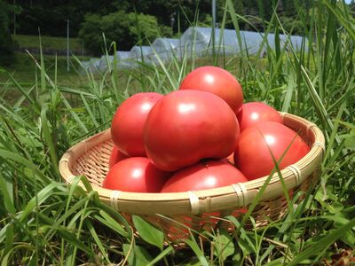 石川農園 みんなで飲もっか！トマトジュースセットＥ / 完熟トマト とまと 健康 美肌 ビタミン / 恵那市 / クリエイティブファーマーズ[AUAH003]