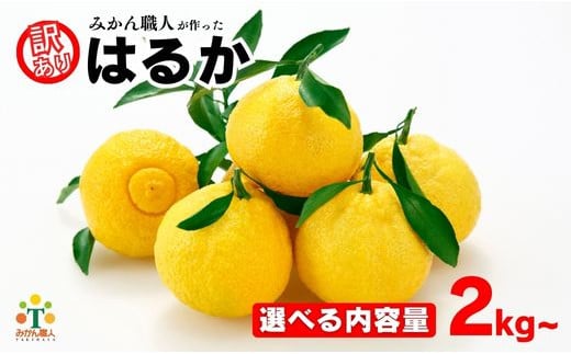 
            【選べる内容量】 先行受付 訳あり はるか 2kg 5kg 7kg 【発送時期 1月中旬～3月】 なくなり次第終了 柑橘 かんきつ 期間限定 みかん 蜜柑 冬 糖度 フルーツ 果物 くだもの 傷 不揃い 愛媛県 愛南町 みかん職人武田屋
          