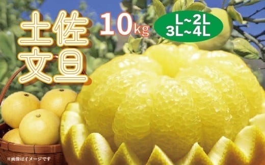 
                  文旦 家庭用 10kg L ~ 2L サイズ 3L ~ 4L サイズ 土佐文旦 ぶんたん 柑橘 みかん 果物 フルーツ 大玉 文旦10kg 10キロ 人気 ご家庭用 旬 爽やか かんきつ 柑橘類 産地直送 期間限定 季節限定 数量限定 デザート ふるさと納税文旦 ふるさと納税柑橘 ふるさと納税ぶんたん 先行予約 予約 分担 楽木工房 高知県 特産 高知 黒潮町
                
