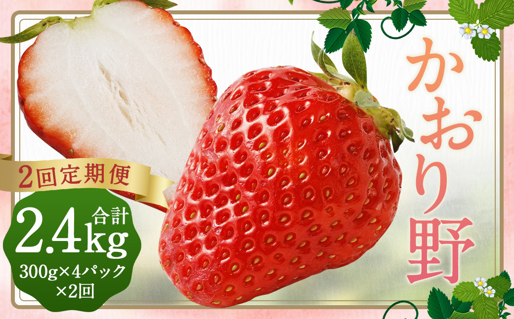 
            【2回定期便】いちご「かおり野」プレミアム 合計約2.4kg 約1.2kg（300g×4パック）×2回【2026年1月下旬から3月下旬発送予定】 苺 イチゴ ベリー 果物 フルーツ デザート おやつ お取り寄せ
          