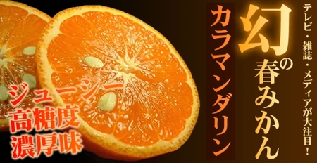 カラマンダリン 約3kg/サイズおまかせ　※2026年4月上旬～5月上旬頃に順次発送予定(お届け日指定不可)　紀伊国屋文左衛門本舗　【sutb471B】