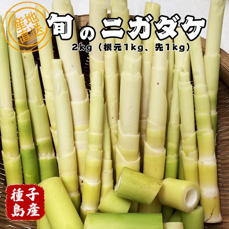 【ふるさと納税】＼ 先行予約 ／ 種子島産　ニガダケ（根元部分と先部分）計2kg