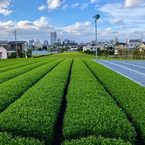 狭山茶 緑茶ティーバッグ 3袋セット 大和園油屋製茶所 | 埼玉県 所沢市 茶 お茶 日本茶 緑茶 かぶせ茶 粉茶 一番茶 ティーバッグ 濃厚 コク 香り 風味 まろやか 美味しい おすすめ ギフト 