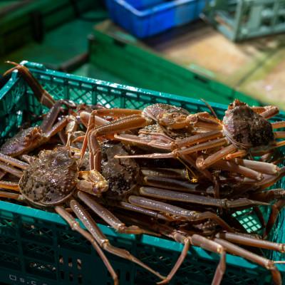 ふるさと納税 小浜市 【年明け以降順次発送】越前がに (ズワイガニ)700g×1杯 |  | 02