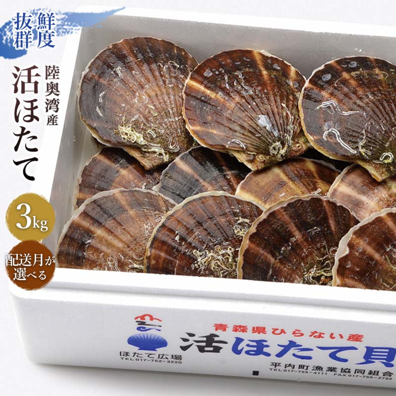 【ふるさと納税】《配送月が選べる》活ほたて 3kg【平内町漁業協同組合】 ホタテ ほたて 帆立 活ホタテ 人気 生ほたて 生ホタテ 刺身 貝 貝柱 殻付き 海鮮 新鮮 ほたて広場 魚介 青森県 平内町 東北 むつ湾 陸奥湾 漁協 BBQ バーベキュー キャンプF21J-275var