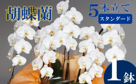 母の日 ギフト 花 人気 胡蝶蘭 5本立て 白 スタンダード お祝い プレゼント 贈り物 贈答 須崎洋蘭園 SY007_x