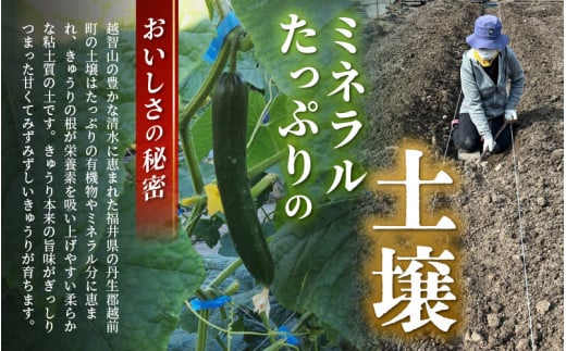 【先行予約】【訳あり】数量・期間限定 太陽の光をサンサンと浴びた「SunSun きゅうり」 1kg以上 農場より 産地直送 露地栽培 送料無料 サラダ 漬物 野菜 やさい 旬 新鮮 サラダ キュウリ 
