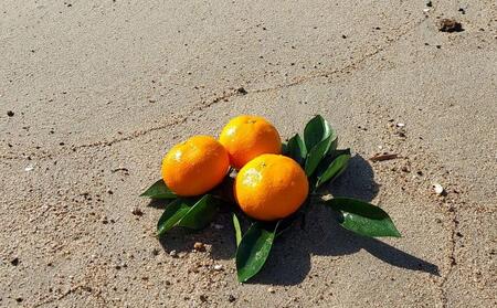 みかん 約10kg（家庭用）【2025年11月下旬から発送】