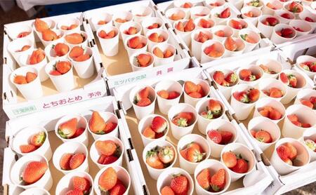 千葉市いちごマラソン10ｋｍマラソン参加券　駐車券　チケット 体験 参加券 マラソン 10km いちごのお土産 高校生以上 数量限定 千葉市 千葉県