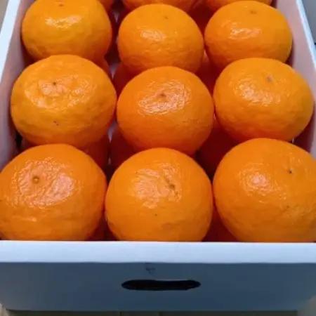 【2027年4月出荷】【春みかん】有田産カラマンダリン贈答用(2Lサイズ30玉　秀品)【日高町】【1752944】