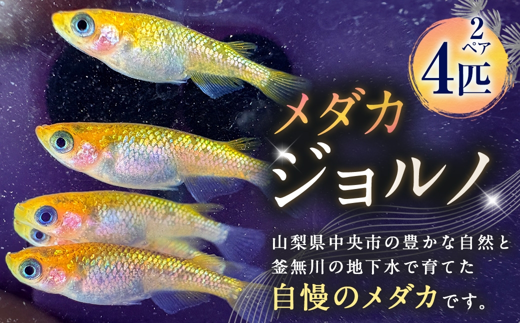 
                  メダカ 【 ジョルノ 】 2ペア 4匹 めだか 観賞魚 魚 さかな インテリア 鑑賞 育成 飼育 淡水魚 川魚 生き物 生物 愛好家 初心者
                