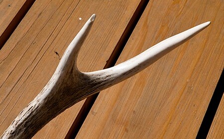 福島町産　エゾシカの角（中サイズ） FKB007