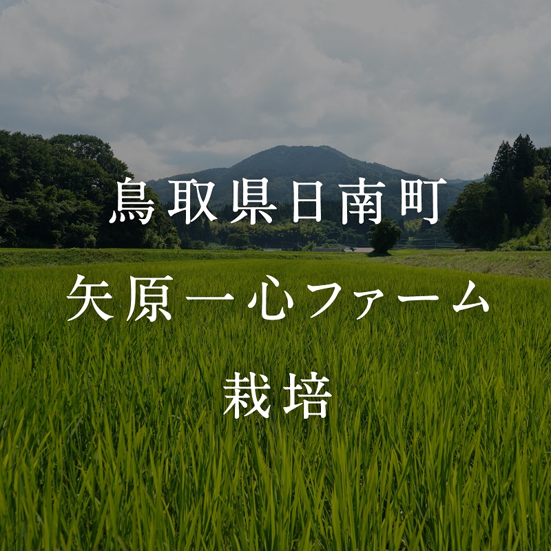 【新米・予約】令和6年産 矢原一心ファーム 特別栽培米 コシヒカリ 5kg 米 お米 おこめ 鳥取県日南町 こしひかり 特別栽培