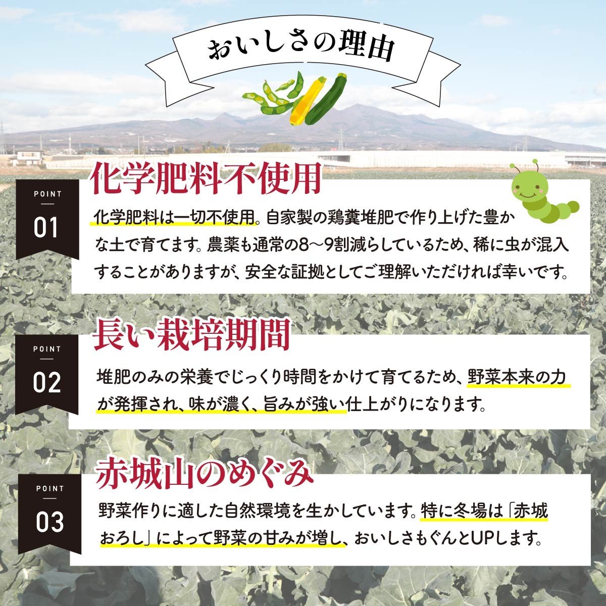 野菜ソムリエが送る 旬野菜セット 8～10品 西洋野菜 一般野菜