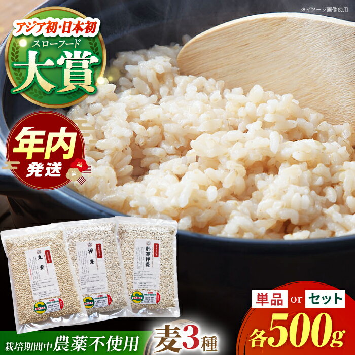 ＜栽培期間中農薬不使用＞丸麦 500g ( 1等麦 ) 江北町産 サチホゴールデン 【葦農】