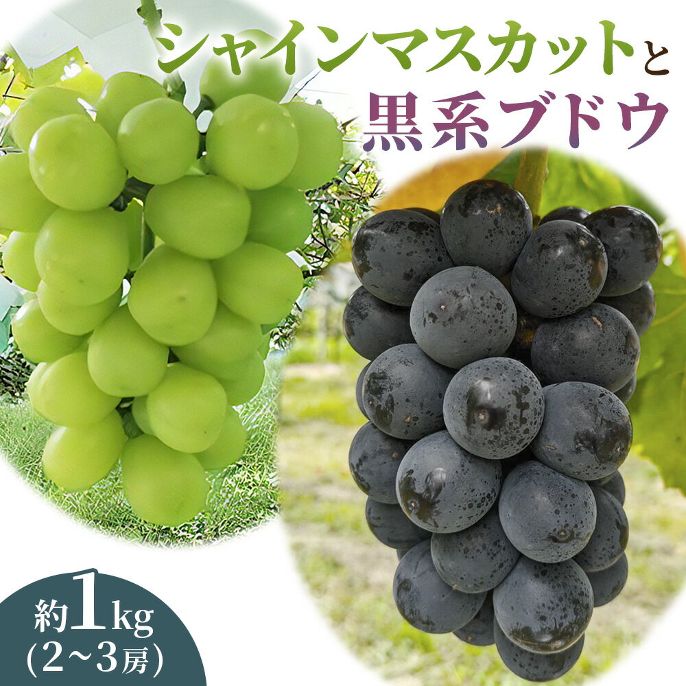 【ふるさと納税】シャインマスカット＆黒系ぶどう詰め合わせ 1kg＜2026年8月下旬以降お届け＞｜ぶどう 葡萄 ブドウ シャインマスカット 高級 ブラックビート 富士の輝 詰合せ 季節 先行予約 数量限定 果物 フルーツ セット 直送 贈答 プレゼント 田原ぶどう園 埼玉県 杉戸町