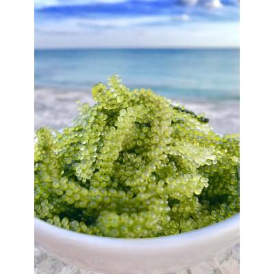 ふるさと納税 久米島町 球美の海ぶどう塩水漬け(50g×3箱) |  | 03