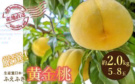 【2026年発送★先行予約】 厳選！山梨県笛吹市産 黄金桃 約2kg (5～8玉) 156-012-26y