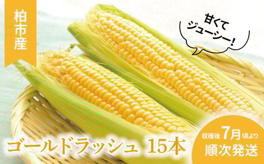柏産ゴールドラッシュ(とうもろこし)　15本 〈先行予約 2026年7月順次発送〉 〈 野菜 トウモロコシ コーン 国産 千葉県産 柏市産 おいしい プレゼント 贈り物 お取り寄せ 取り寄せ おすすめ おススメ 大量 バーベキュー BBQ 産地直送 〉