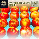 【ふるさと納税】パリパリ食感 葉とらずつがる ご家庭用 約5kg（14～23玉前後）