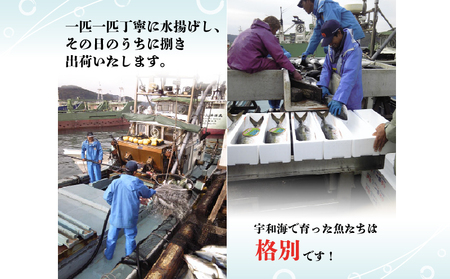 鰤しゃぶ 戸島ぶり しゃぶしゃぶセット 150g 1人前 有限会社 アクアプラス しゃぶしゃぶ D010-090006