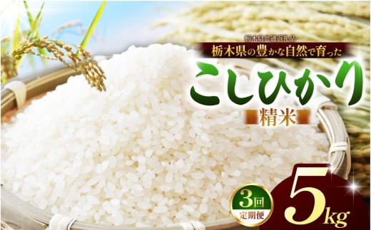 【先行予約】【栃木県共通返礼品】【定期3回】こしひかり（白米）約 5kg ｜コシヒカリ 米 白米 おいしい お米 こめ おこめ 白米 精米 国産 ごはん ご飯 白飯 米 おこめ 白米 精米ゴハン ランキング 人気  ふるさと 納税 栃木県 那珂川町 送料無料