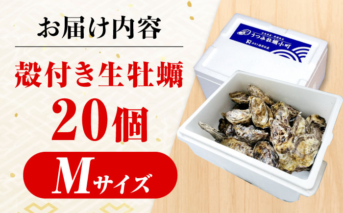 夏も冬もおいしい！厳選！広島産かき〈Mサイズ20個〉年中うまい！丹精込めた「うつみかき小町」（殻付き）」【かき小町 牡蠣 カキ 殻付 焼き牡蠣バーベキュー蒸し牡蠣 魚介 海産物】広島県福山市/カネト海