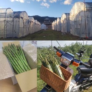 きのした農園の訳あり夏アスパラガス＜7月初旬より発送開始＞