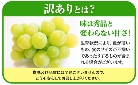 岡山県産 訳あり つる付き シャインマスカット 2房 (530g以上)【配送不可地域あり】 《9月上旬-11月上旬頃に出荷予定(土日祝除く)》 岡山県 矢掛町 マスカット ぶどう 葡萄 果物