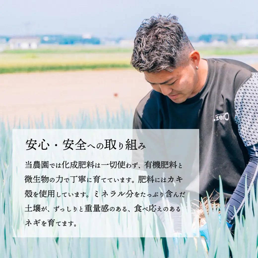 2026年11月下旬以降発送 長ネギ 2L 約5kg 約24-30本 農家直送 