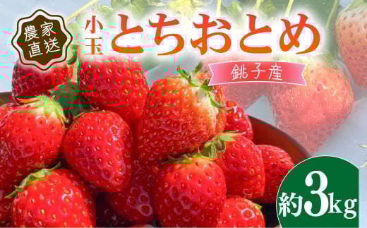 先行予約 いちご とちおとめ 小玉 約3kg （250g×12パック） 苺 ストロベリー 果物 フルーツ ジャム ケーキ ゼリー ジュース いちご大福 苺大福 フルーツサンド ショートケーキ 朝摘み 新鮮 産直 安心 安全 期間限定 送料無料 国産 千葉県 銚子市 神原いちご園