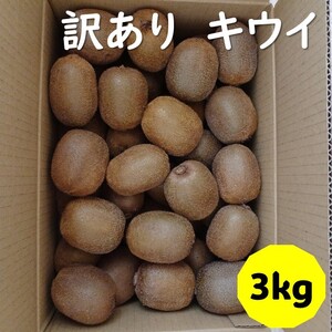 訳あり キウイ 3kg B品 愛媛 国産 キウイフルーツ ヘイワード 数量限定 伊予市 【2024年11月配送】｜B263