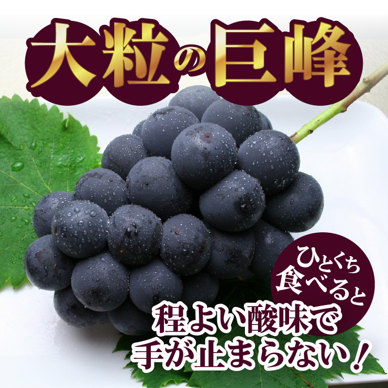 〈2026年度配送分〉巨峰2房（約1.0kg）